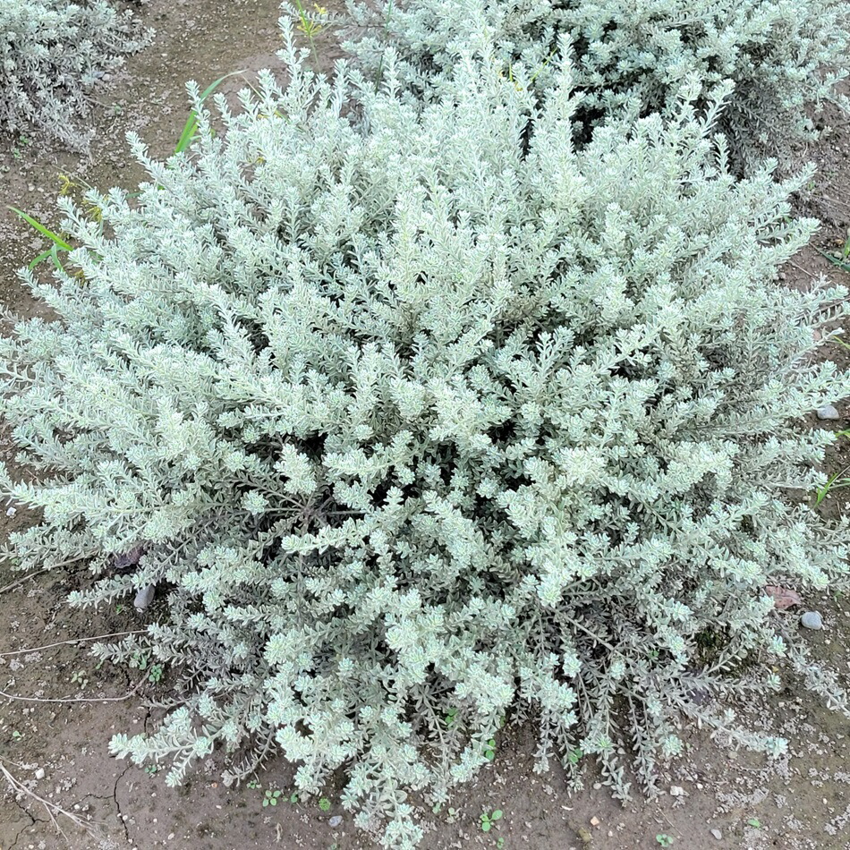送料無料 50cm グランドカバー シンボルツリー 庭木 寄せ植え 常緑樹 観葉植物 おしゃれ【ウエストリンギア(スモーキーホワイト) 樹高0.5m前後】