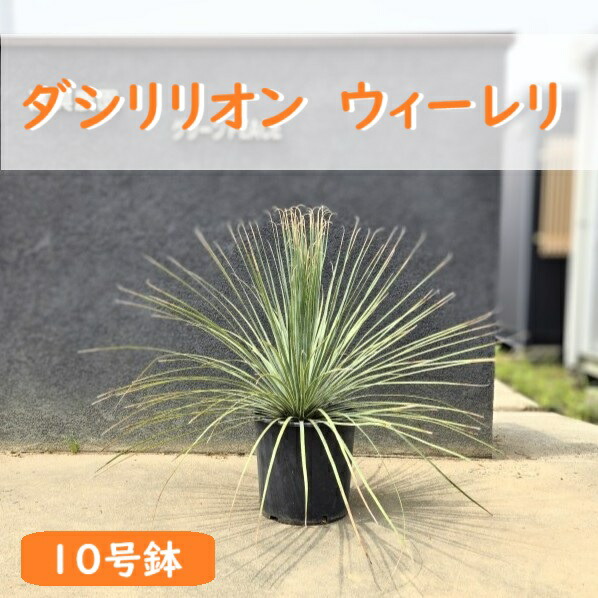 楽天市場】【送料無料】ダシリリオン ウィーレリ 【 多肉植物 7