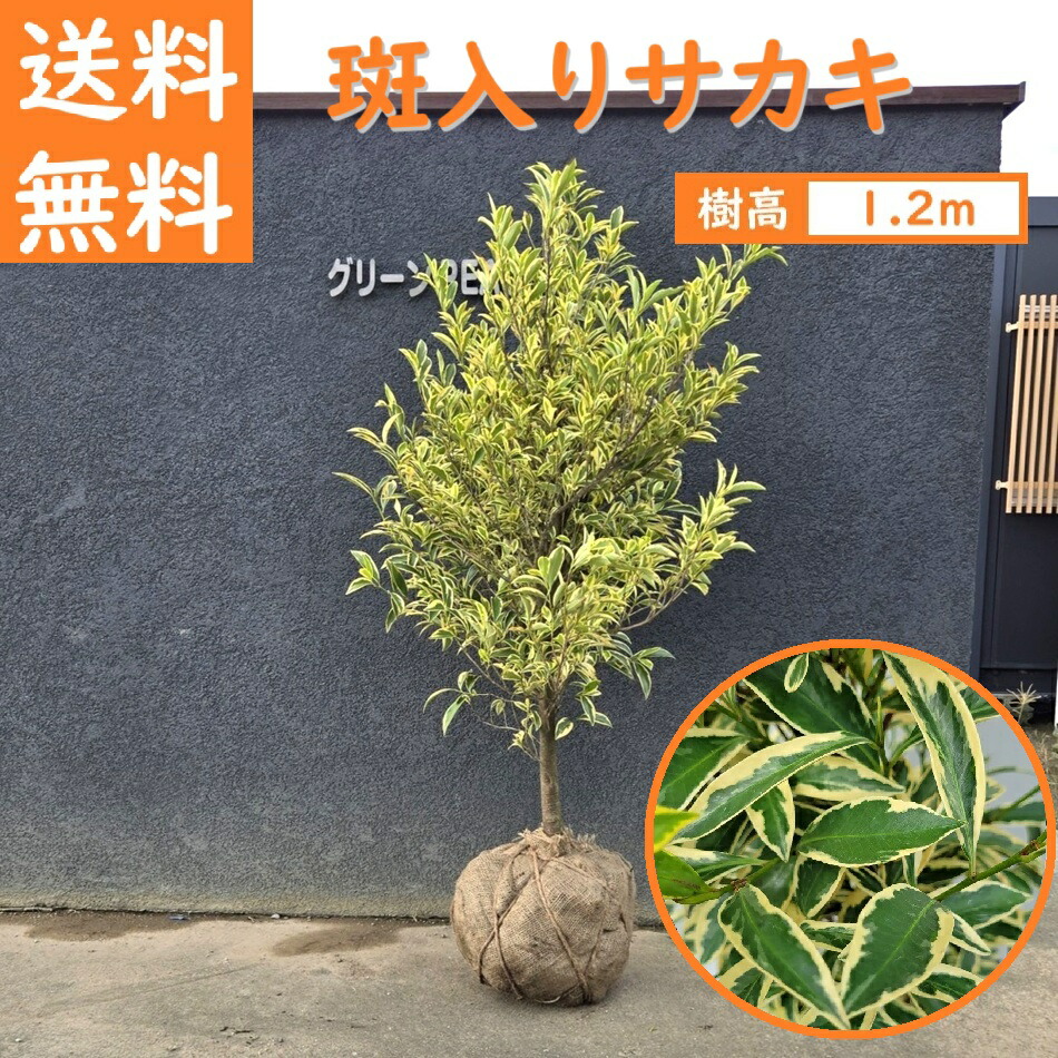 楽天市場】現品発送 榊（サカキ）樹高1.9m（根鉢含まず）208 送料無料