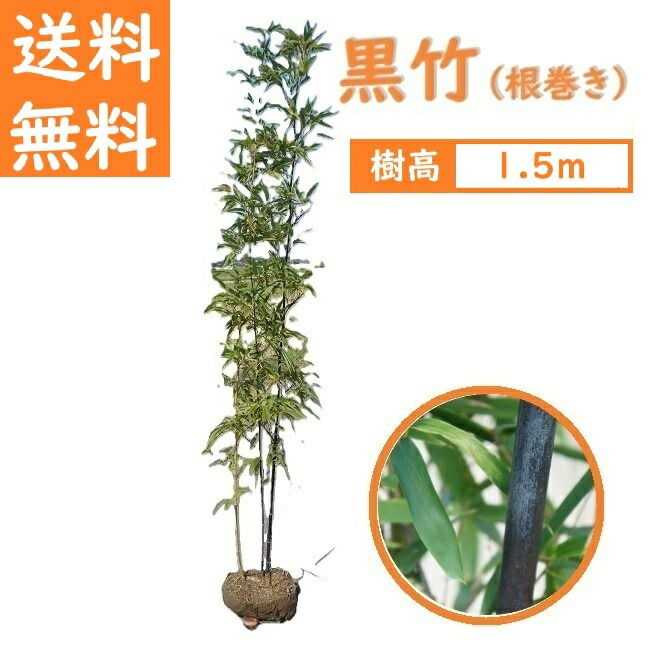 貨物輸送無料 150糎 和風今めかしい 坪庭 庭木 符牒天然木 常緑樹【ハチク(根一巻き) 2～3本立ち 樹高1.5m】