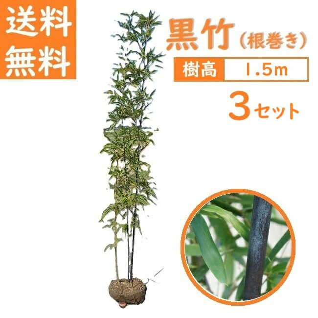 楽天市場】◇クロチク◇≪黒竹・M≫◇クロタケ◇くろたけ◇2〜3本立ち