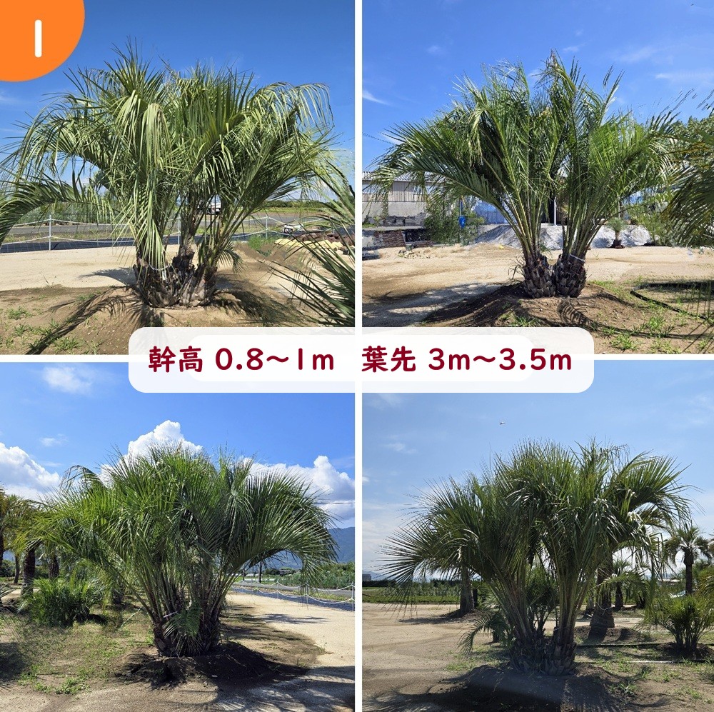 【引取限定】ココスヤシ やこち様専用】 【引取限定】 ココスヤシ