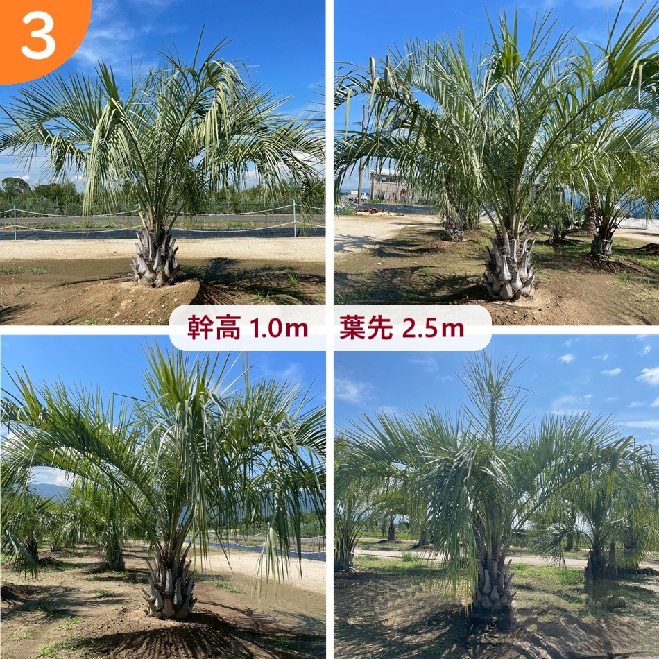 楽天市場】可動式 プランター 限定品 ココスヤシ付き インダストリアル