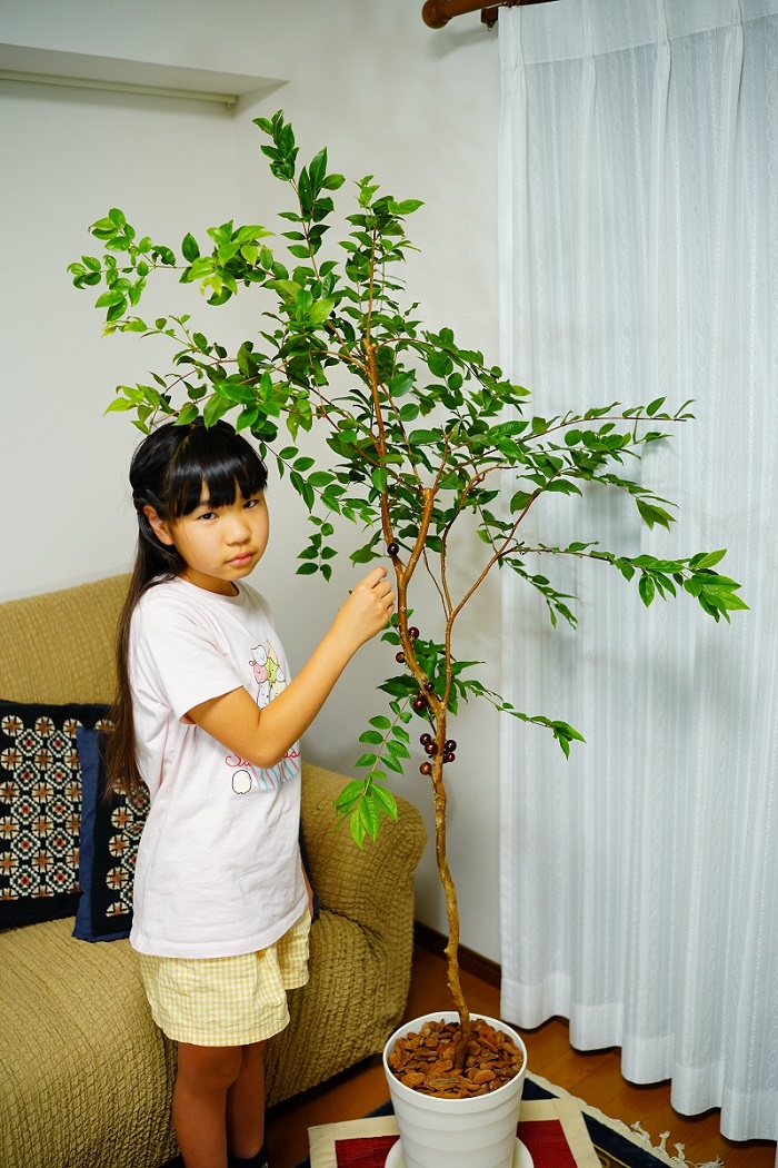 LADA様専用 小葉系 ジャボチカバ 蕾つき実生苗 インテリア小物 植物