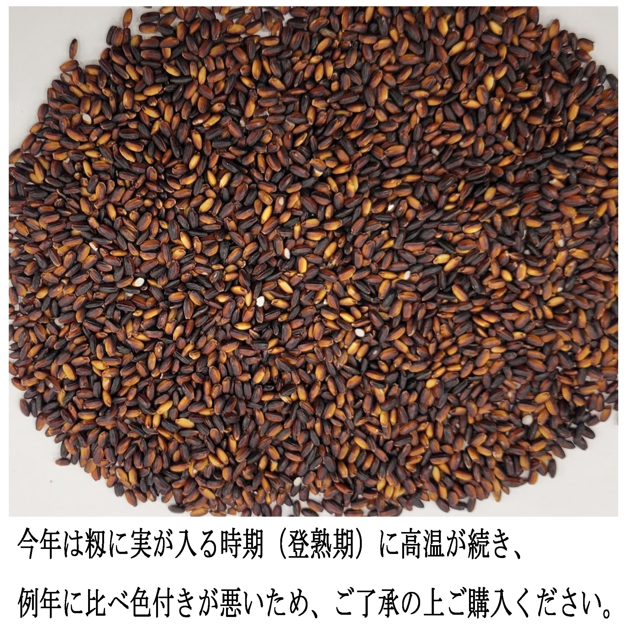 ＜令和5年＞ 黒米 （もち玄米）/ 古代米  /  30kg（業務用紙袋）/ 送料無料 / 富山県産 /