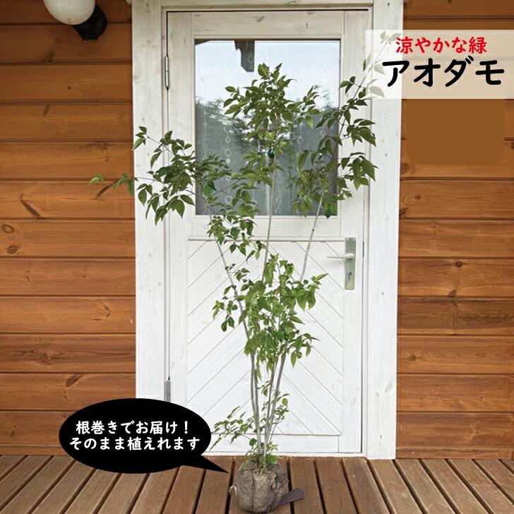 楽天市場】アオダモ 樹高約115～160cm 株立 写真で選べる現品発送 植木