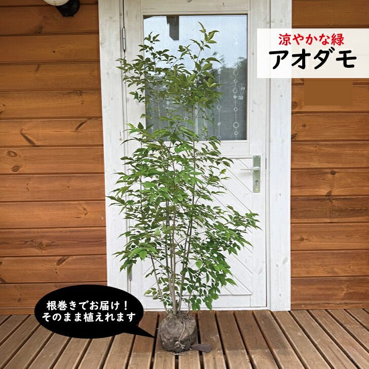楽天市場】アオダモ 株立ち 樹高1.8〜2.0m前後(根鉢含まず) 単品
