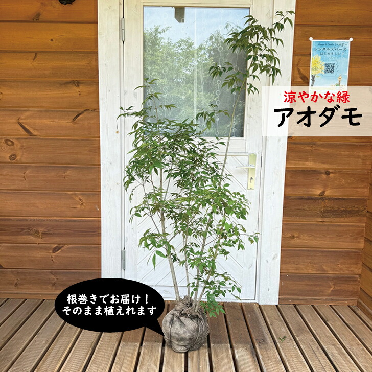 アオダモ　樹高約150cm　株立　現品発送　植木　苗木｜green　＆　smile　店 18,095円