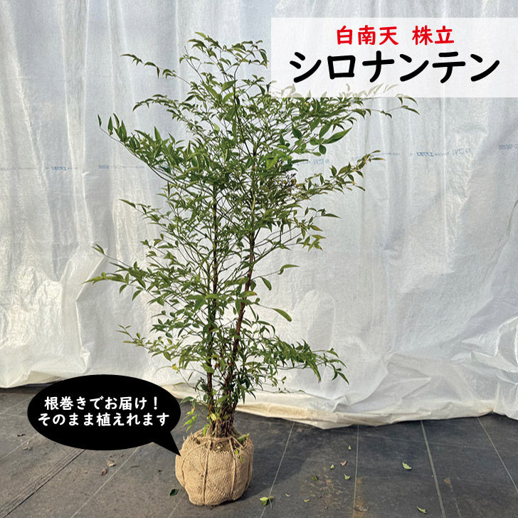 白南天（シロナンテン）樹高1m前後 常緑かん木