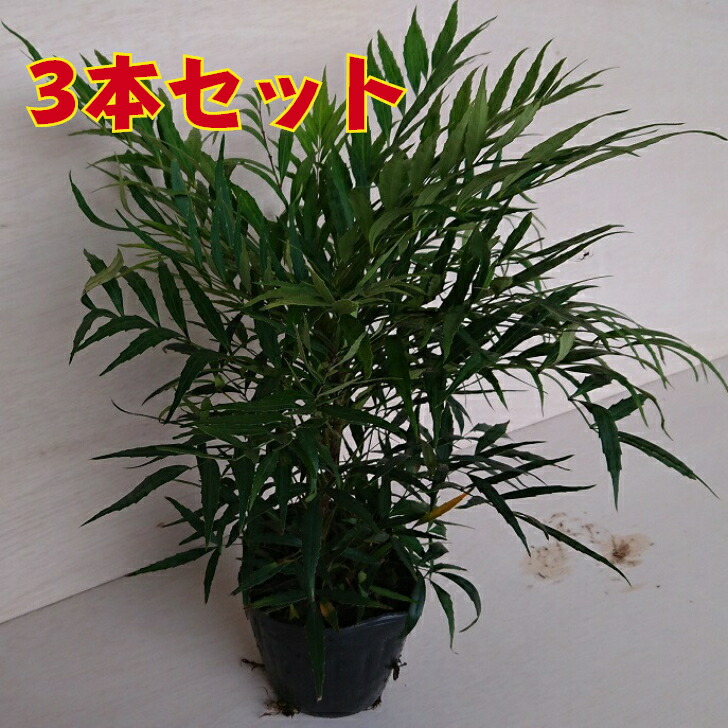楽天市場 マホニアコンフューサ 3本セット 細葉柊南天 マホニア コンフューサ柊南天 高さ30前後 植木 Green Smile 楽天市場店