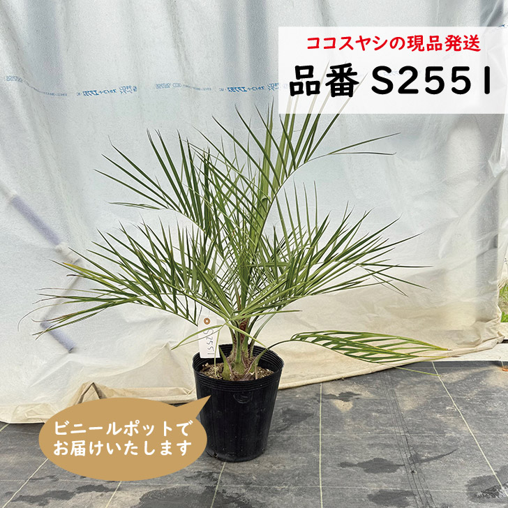 楽天市場】ココスヤシ 7号 樹高80cm前後(鉢底から) ヤシノキ 椰子の木