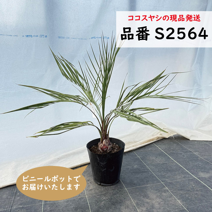 楽天市場】高品質 ココスヤシ 苗 ポットタイプ 10.5〜12cmポット 3