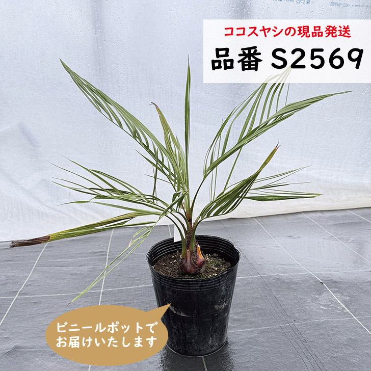 ココヤシ 約60cm 楽天市場】おしゃれ 観葉植物：ココヤシ*ココナッツパーム プラポット