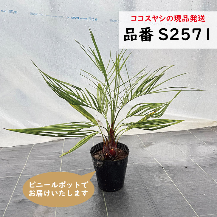 楽天市場】高品質 ココスヤシ 苗 ポットタイプ 10.5〜12cmポット