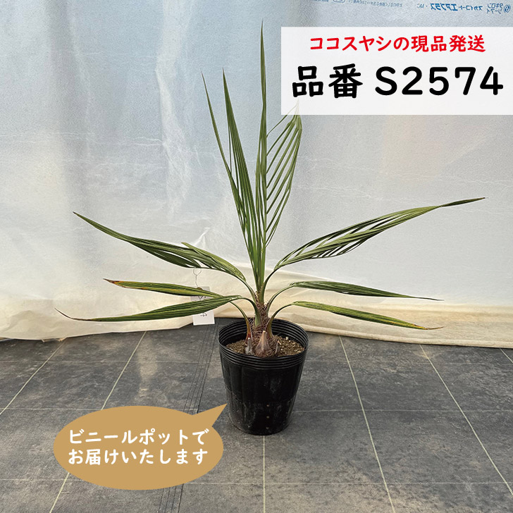 ソテツ　超特大株4.3m 細身　ドライガーデン　ヤシの木　ココスヤシ ソテツ 超特大株4.3m 細身 ドライガーデン ヤシの木 ココスヤシ ソテツ