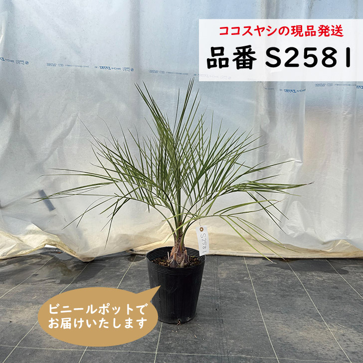 ココヤシ 約60cm 616T-AzfBTL._AC_UF350,