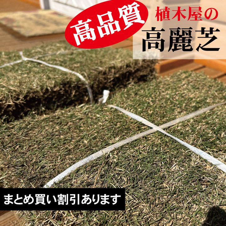 高麗芝【2束、10束、14束、20束、30束】 高品質 芝・芝地・庭 コウライシバ・生まれながら芝