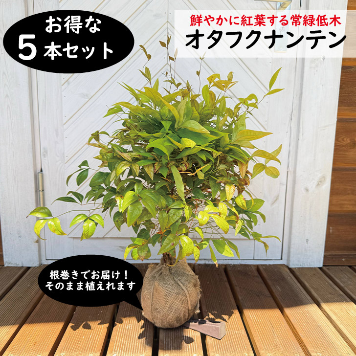 オタフクナンテン 40糎前後 5本仕掛ける お多福南天 植木 常緑かん木