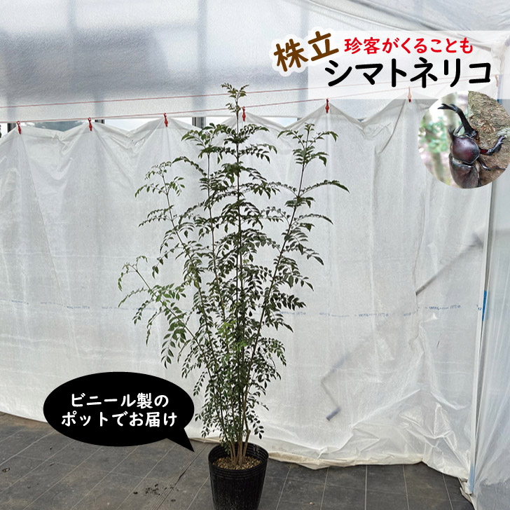 楽天市場】シマグミの木 苗木 6号 (b01) : 千草園芸