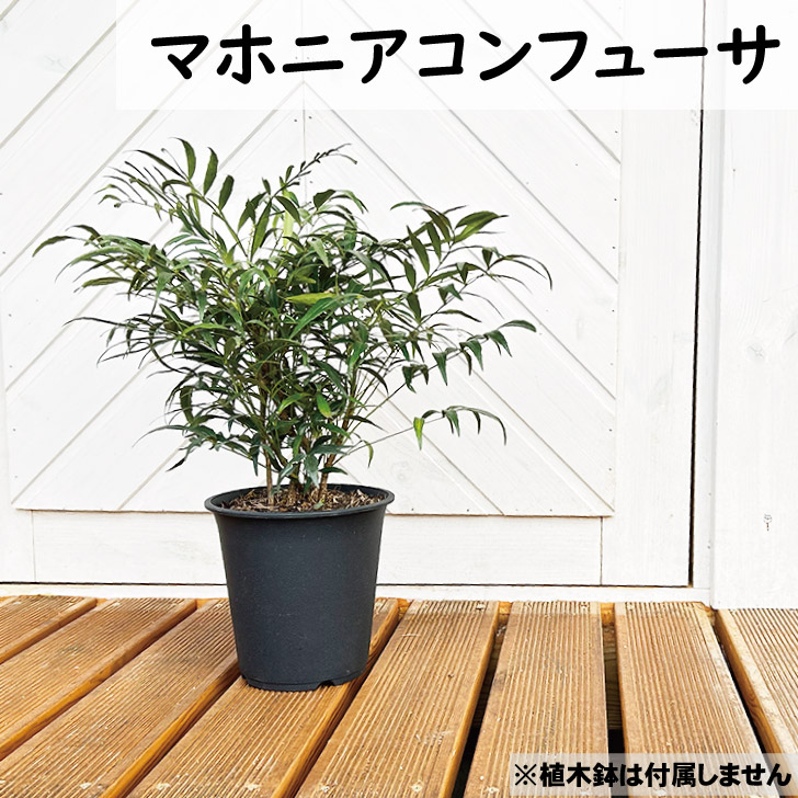 マホニアコンフューサ 高さ30珊前後 細葉柊南天 マホニア・コンフューサ 柊南天 植木