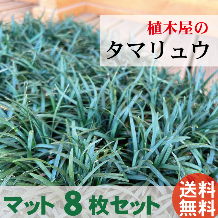 送料無料 タマリュウ 玉竜 マット8枚セット 60cm＊30cm 植木 green ＆ smile 