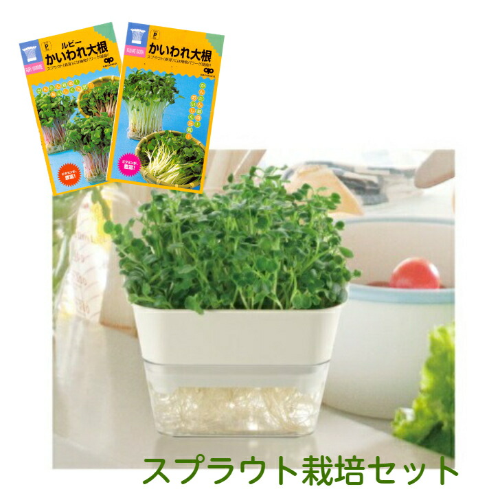 楽天市場】プラグトレー 手植用 黒 3枚セット 野菜・花のタネまき 育苗