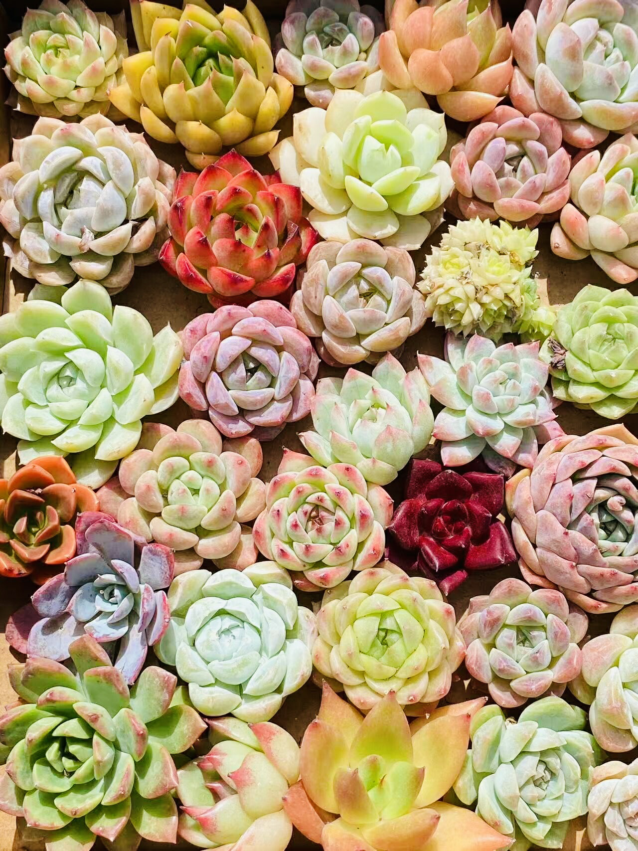 【お得@1000】エケベリア 3種セット お得@1000】エケベリア 3種セット