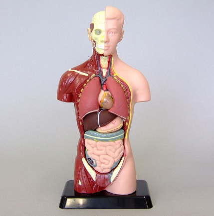 楽天市場】血液循環系模型アーテック 実験キット 自由研究 /生物