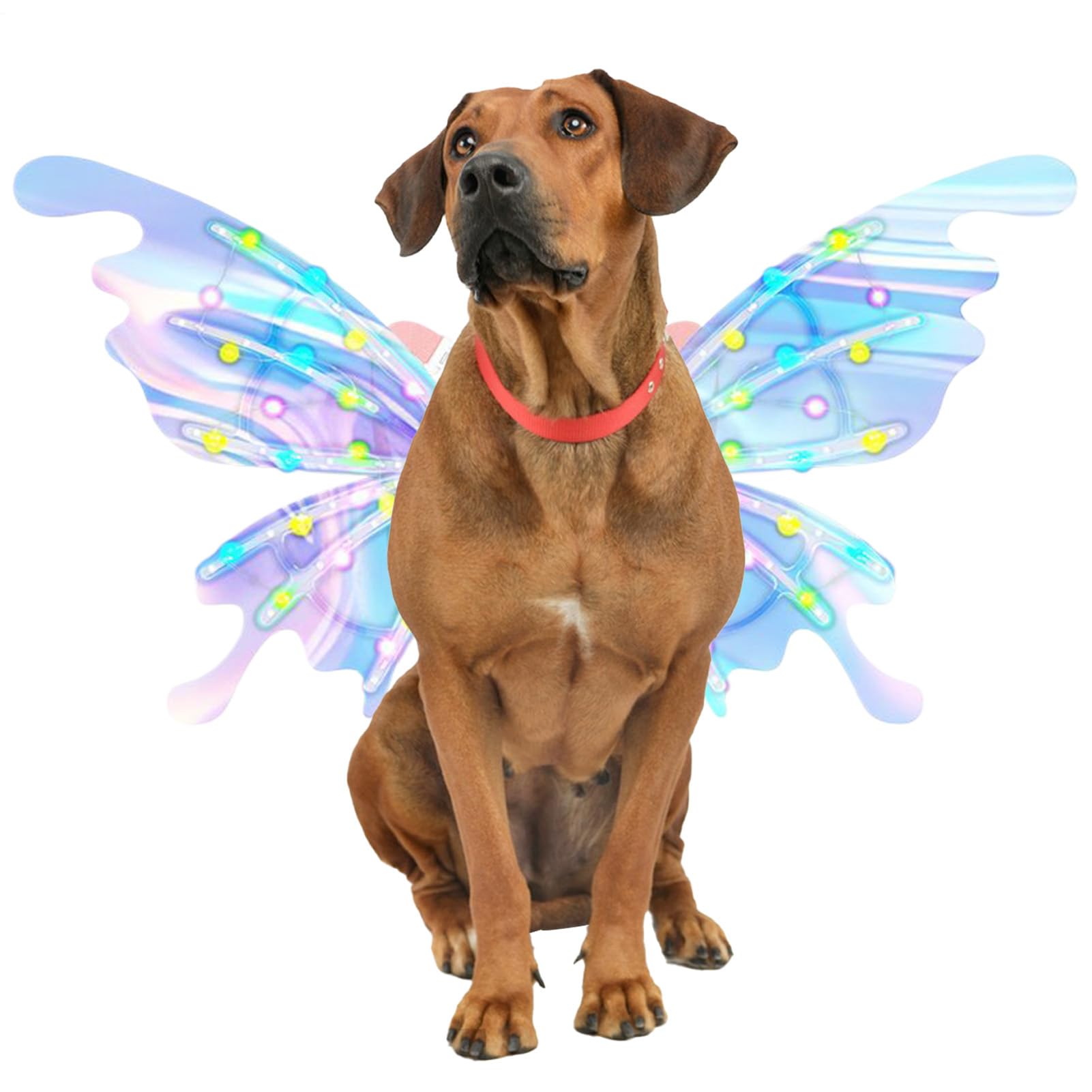 犬用フェアリーウィング | 光る電飾お祭りかざり付ける LED点火装置付き添い人 | 御姉さん用蝶お召しもの | かざり付ける寄りあい 一こま立ち廻り コスプレ 儀式用 運動場 室外 屋内 クリスマス用