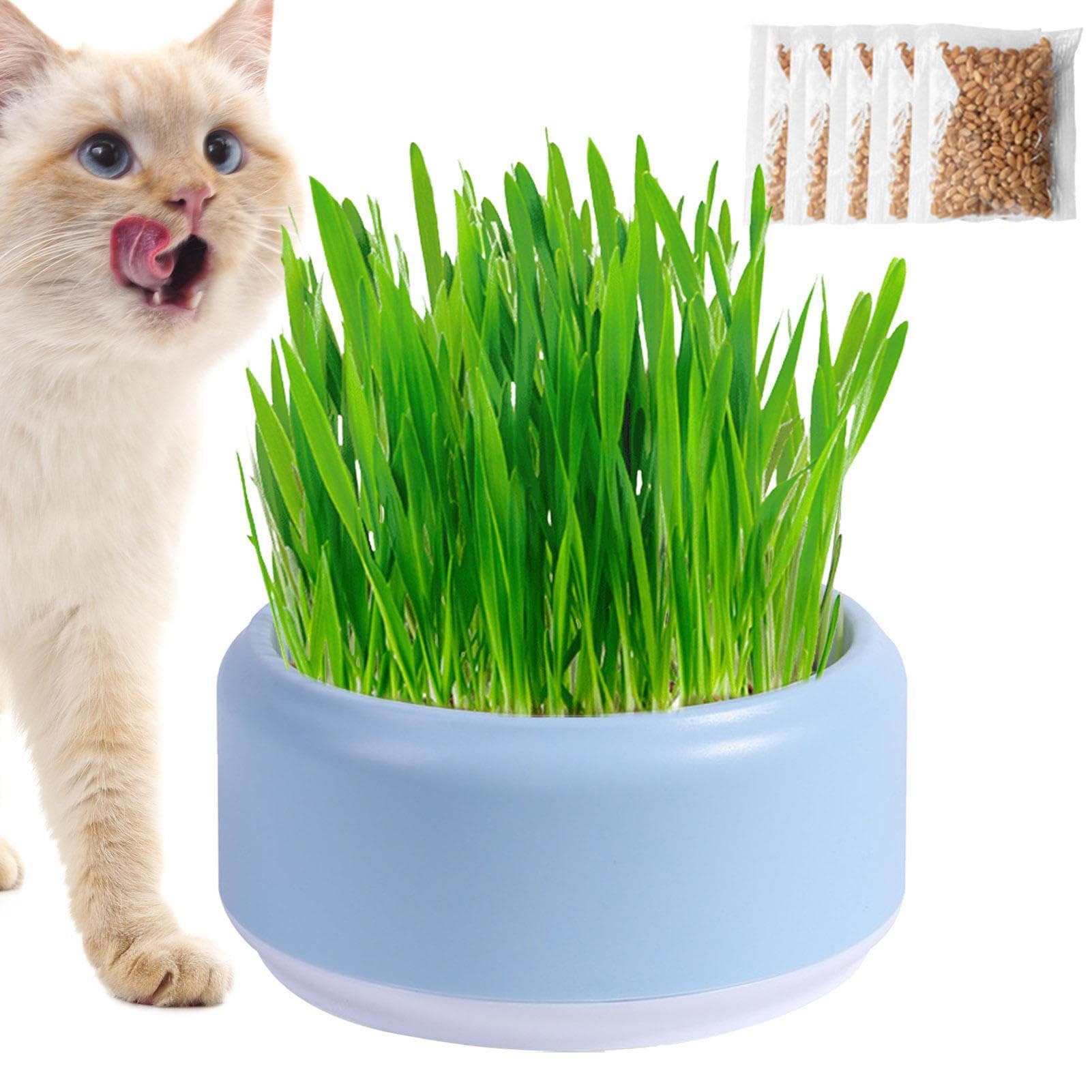 猫草作りだす仕掛ける 猫草の種 猫草プランター 無土作りだす 水耕作りだす 猫草ポット 植栽水耕ボックス席 猫お兄ちゃん 振り出しも早め 水抜き助けになる 腐りを防ぐ 猫の草 思わしい生きて行く猫 お兄ちゃん 猫草 水栽培一揃いの道具 猫備品