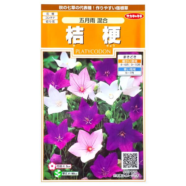 楽天市場 サカタのタネ 桔梗 五月雨 混合 0 4ml 定形郵便 定形外郵便での発送のみ送料無料 花壇 コンテナ プランター 切り花 切り花用 花種 種子 植物 栽培 ガーデニング 自宅で 多年草 秋まき 春まき 夏まき キキョウ 採苗本数 およそ100本 9071 G Top