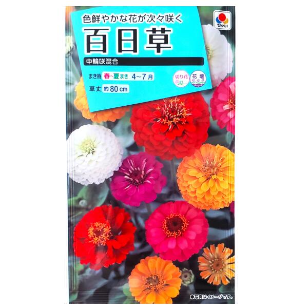 楽天市場】【タキイ種苗】百日草 カクタス咲混合（2.5ml）【定形郵便