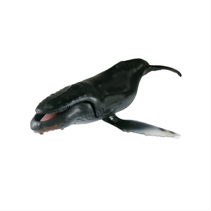 楽天市場】シャチ 魚模型 魚フィギュア タイプB : ディスプレイ