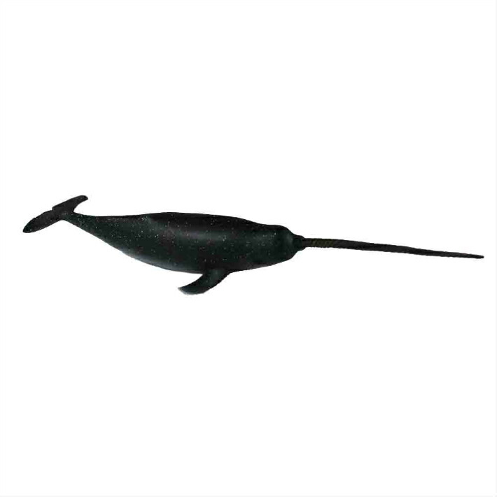 楽天市場】シャチ 魚模型 魚フィギュア タイプB : ディスプレイ