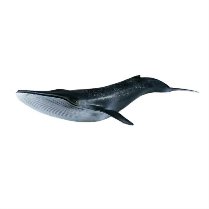 魚フィギュアばら売り 楽天市場】魚 フィギュア セット（フィギュア｜コレクション
