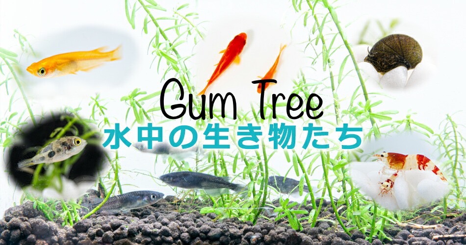 Gum TreeꥦʤΤ䤷Ƥޤ