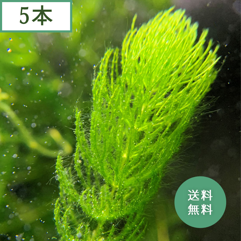 楽天市場】(水草) 国産 アナカリス (5本)メダカ・金魚藻 鑑賞 水景