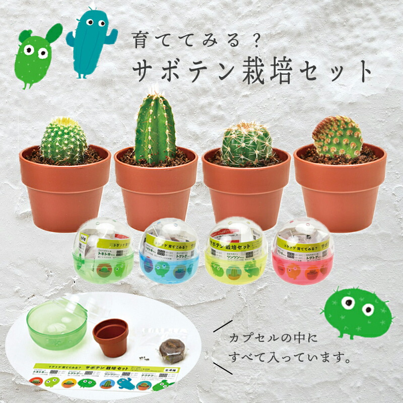 日本最級 サボテン 栽培セット 観葉植物 粗品 景品 プチギフト プレゼント ミニサボテン インテリア 癒し 日本最級 サボテン 栽培セット 観葉植物 粗品 景品 プチギフト プレゼント ミニサボテン インテリア 癒し