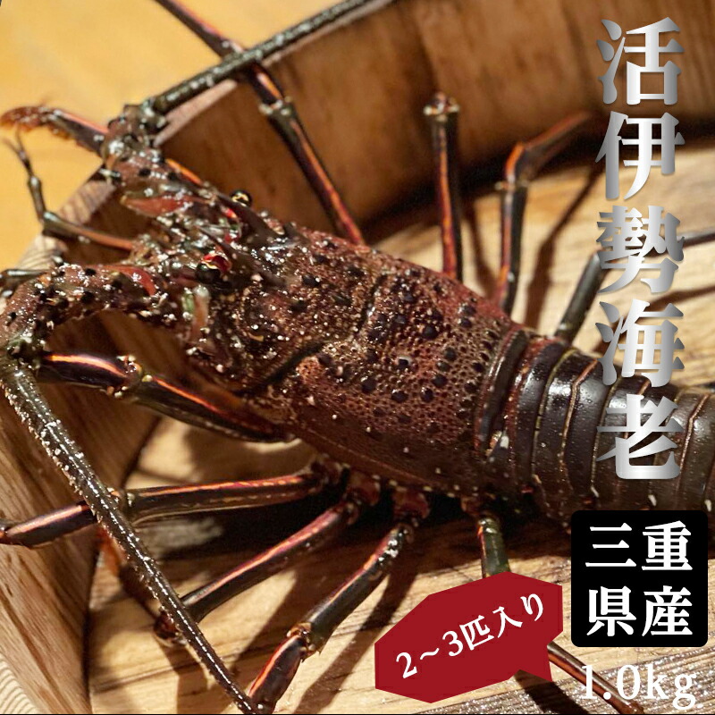 お気にいる 活伊勢海老ぷりっぷり の伊勢産伊勢海老を産地直送 生食可 海老 三重県産 伊勢 刺身 贈答 2 3尾セット ギフト 新作モデル Barguna Police Gov