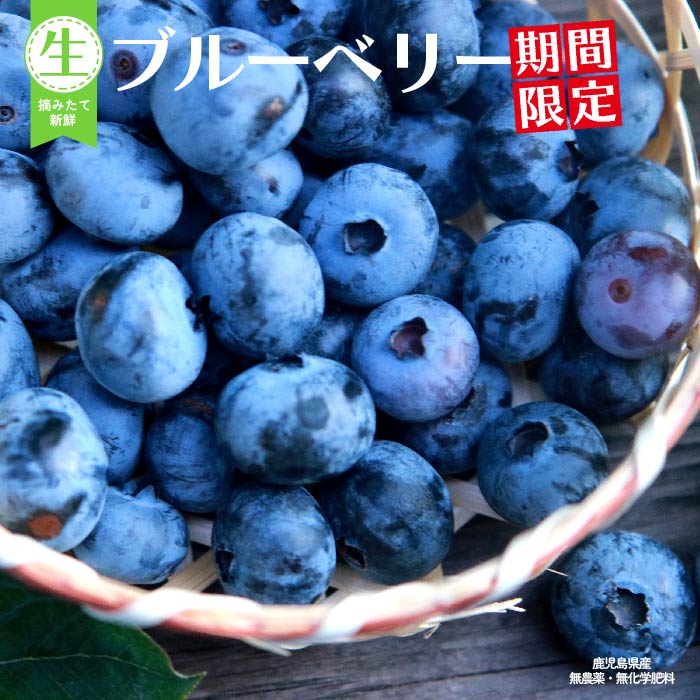 【ポイント5倍 23日 20:00~】 予約販売 期間限定  送料無料 栽培期間中 農薬・化学肥料不使用 ブルーベリー 1.2kg ブルーベリー 大粒 生ブルーベリー 観光農園ワダ 産地直送 お取り寄せ グルメ ご当地 ご当地グルメ 食品 食材 食べ物 グルメ 果物 フルーツ 大容量 新鮮