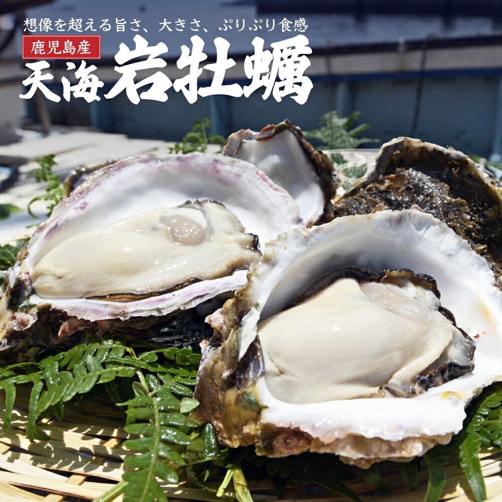 【ポイント5倍 23日 20:00~】 【予約販売 】デイリー牡蠣部門1位! 送料無料 長島産 訳あり 殻付き 生牡蠣 岩牡蠣 直送 箱いっぱい 鹿児島産 国産 ご当地グルメ セット お取り寄せ 産地直送  海鮮 かき カキ 生かき 生カキ 錦盛丸水産 牡蠣 生食用 生食 岩かき 岩カキ ギフト