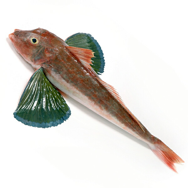 楽天市場 ホウボウ ほうぼう 計1kg 500g前後2尾 淡白な白身魚を刺身 塩焼き 煮つけで召し上がれ 九十九島鮮魚 海と山の旬鮮産直よか魚ドットコム