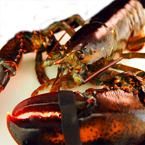 格安即決 楽天市場 活オマール海老 1尾 1kg前後サイズ アメリカ カナダ産 冷蔵便 えび エビ ロブスター 築地魚群 メール便なら送料無料 Lexusoman Com