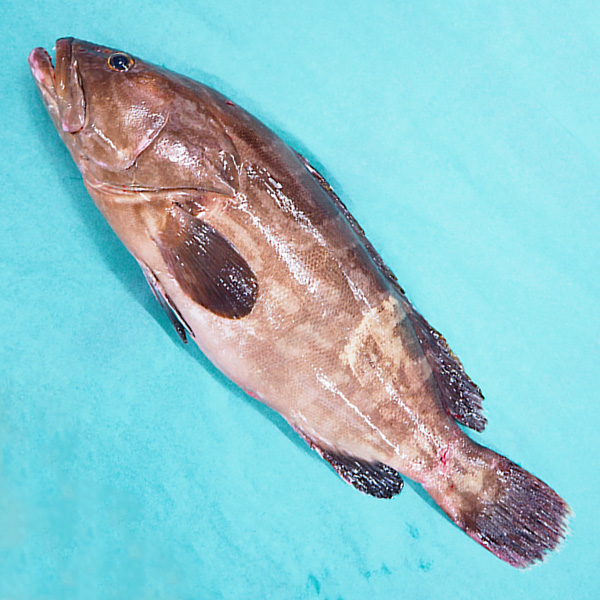 高級魚　クエ　アラ　モロコ　長崎県　対馬産　2〜3kg 丸ごと1匹　内臓除去 202107181401-min.jpg