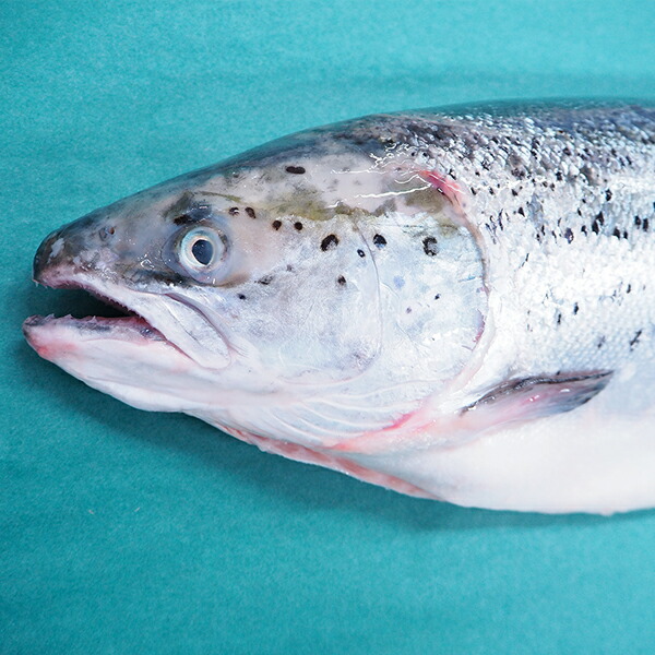 ノルウェーサーモン 1尾（約4-5kg）  冷蔵便　[アトランティックサーモン]