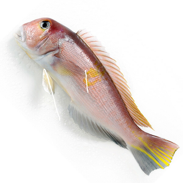 楽天市場】シロアマダイ 豊後水道 1尾1-1.5kg【白川1-1.5kg