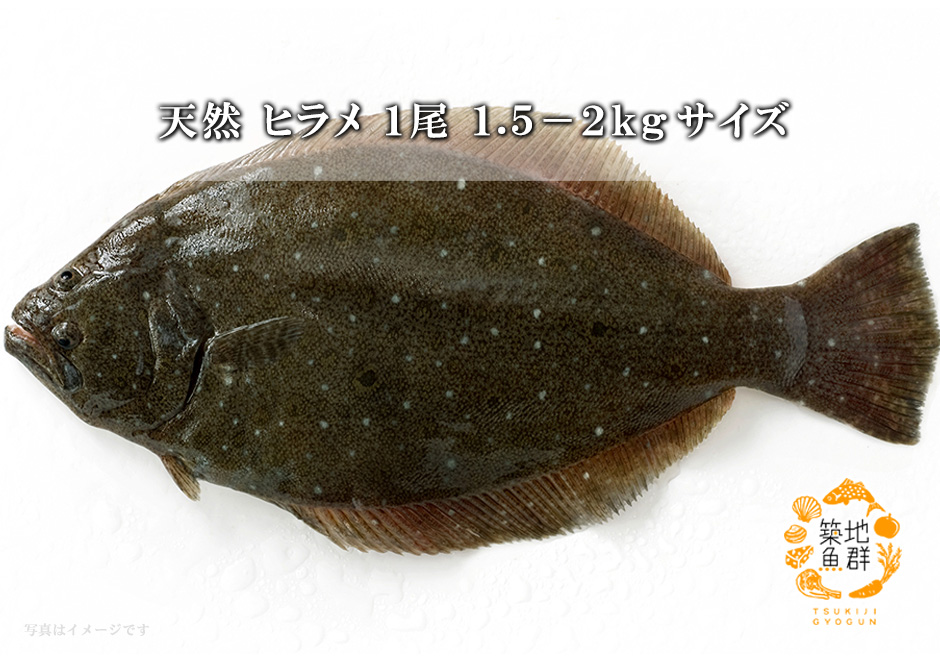 ひらめ 鮮魚 天然 ヒラメ1尾 1 1 5kg前後サイズ 国産 築地魚群飴色の身の色をした天然のヒラメをお届け 絶品のお刺身に 下処理可 三枚おろしor内蔵 エラ ウロコ取り 平目 冷蔵便 ひらめ 鮮魚 刺身