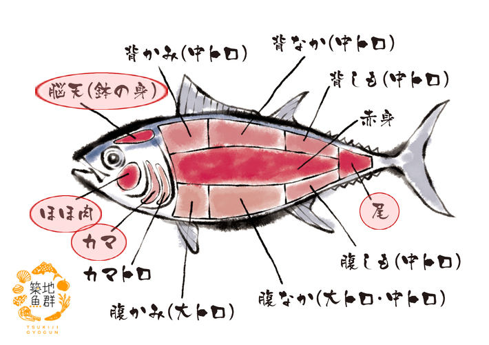 品多く マグロ希少部位 4点セット 冷凍便 鮪 まぐろ ミナミマグロ インドマグロ サク バーベキュー BBQ カマ 脳天 頭肉 ほほ肉 尾の身  qdtek.vn