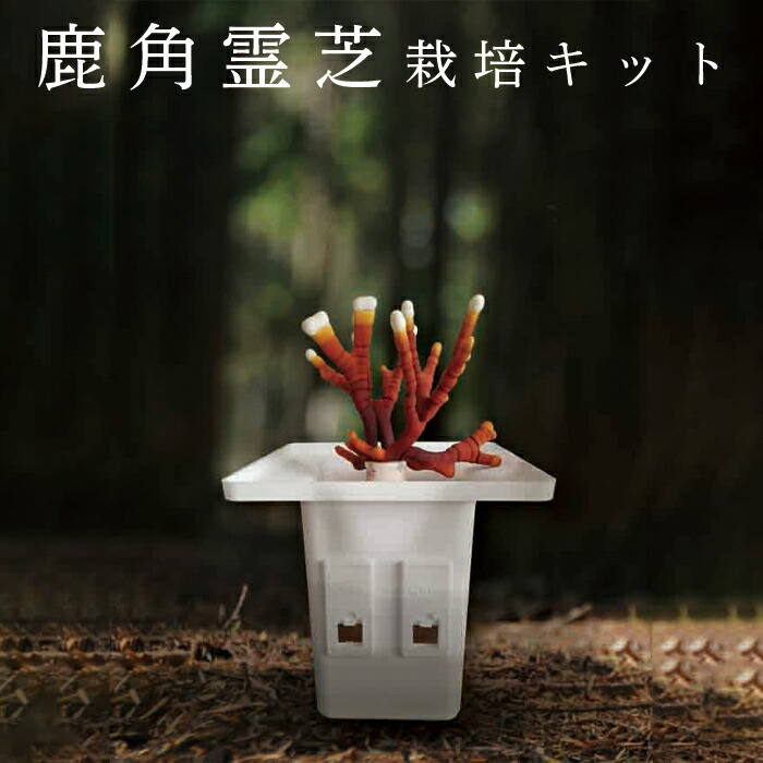 楽天市場】鹿角霊芝栽培キット 鹿角霊芝培地付き : 株式会社榮