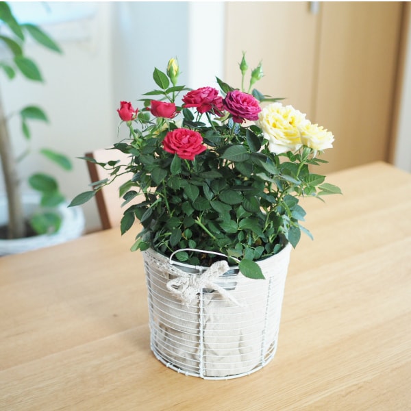 楽天市場 送料無料 コルダーナローズ ミニ薔薇の寄せ植え バスケット 鉢植え コルダナ 母の日 ギフト プレゼント 鉢植え 植木鉢とテラコッタの専門店 鉢人
